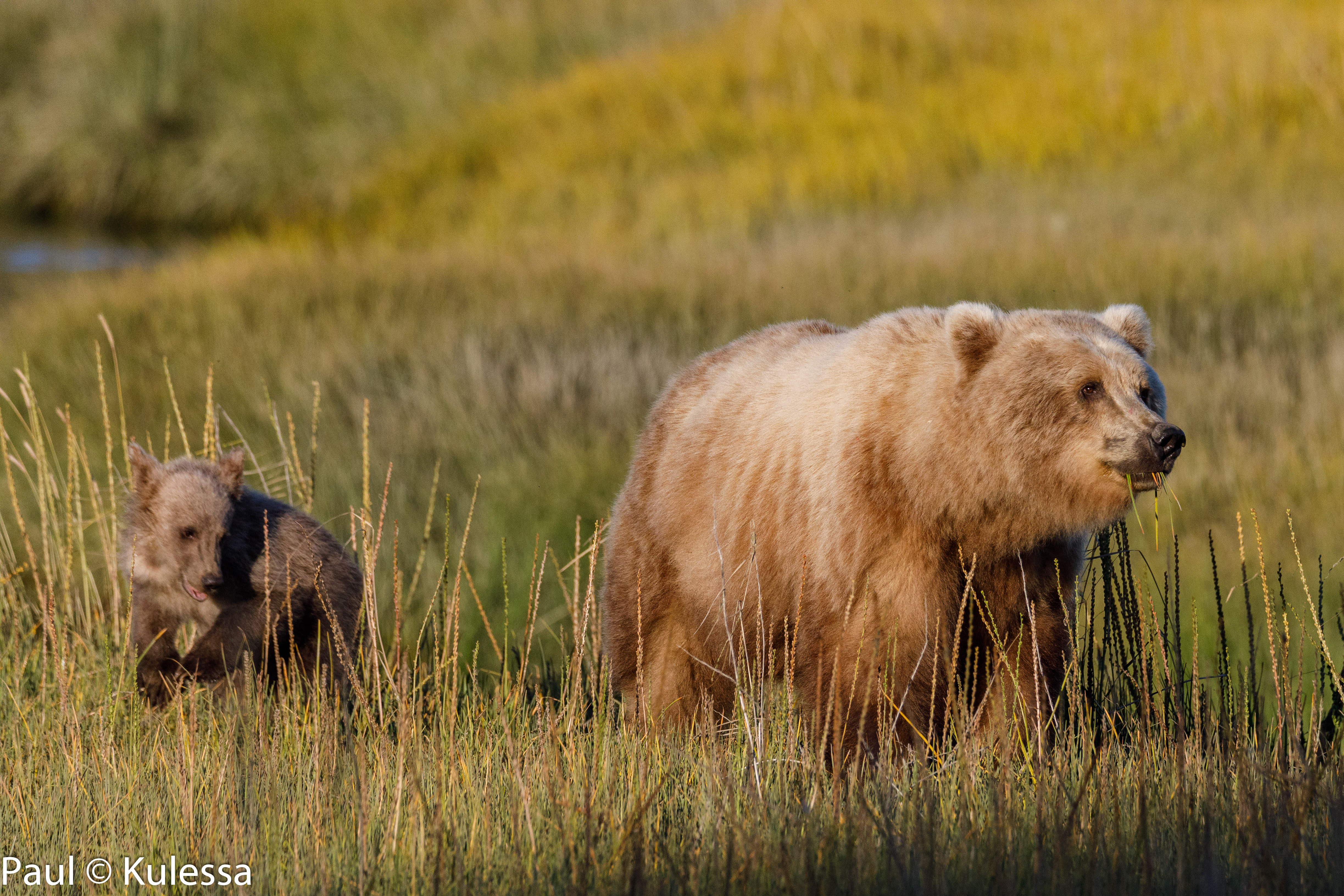 Alaska